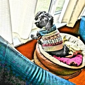 Meet your Posher, Jodi